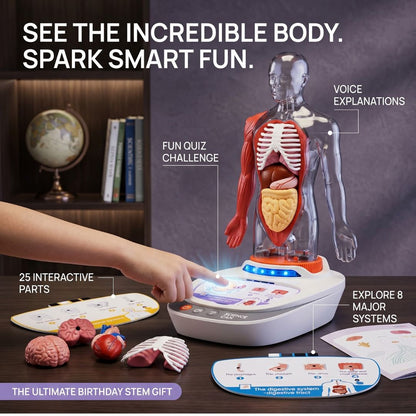 Educational Body Model for Kids