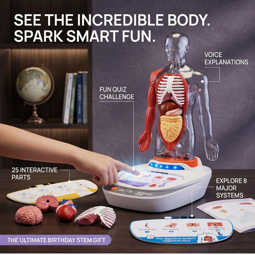 Educational Body Model for Kids