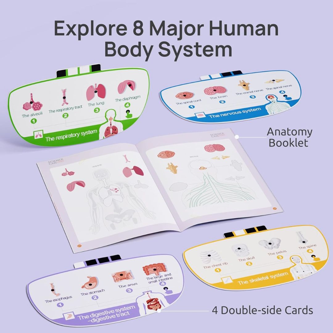 Educational Body Model for Kids