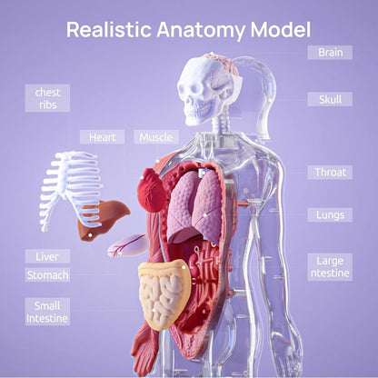 Educational Body Model for Kids