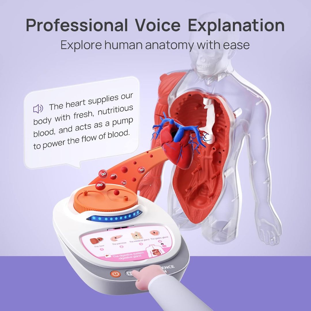 Educational Body Model for Kids