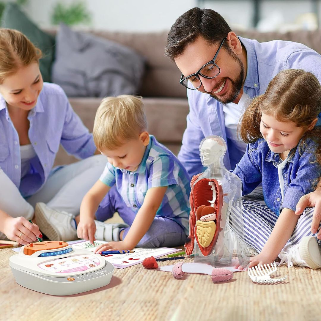 Educational Body Model for Kids